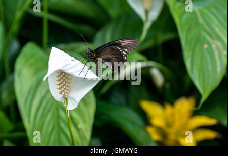 Tropical Polydamas swallowtail butterfly, Battus polydamas, on white peace lily, Spathiphyllum