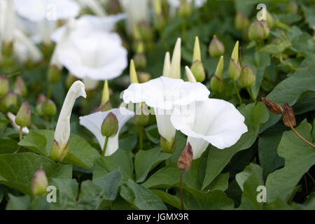 Calystegia sepium. Hedge bindweed flowers. Stock Photo