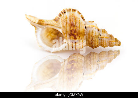 Big beautiful sea shell,Nobilis Bursa, isolated on white background Stock Photo