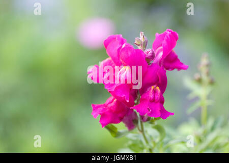 Pink Antirrhinum majus. Common Snapdragon in a flower border. Stock Photo