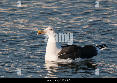 An adult great black-backed gull (Larus marinus) swimming in Bridlington harbour, East Yorkshire. November. Stock Photo