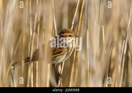 An adult female reed bunting (Emberiza schoeniclus) perched in the reeds at Yorkshire Wildlife Trust's Staveley Nature Reserve, Staveley, North Yorksh Stock Photo