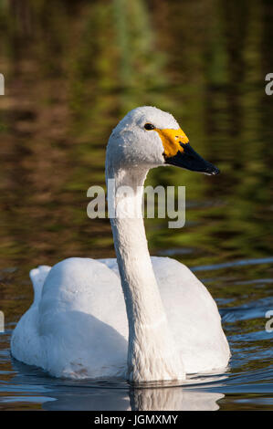 An adult Bewick's swan (Cygnus columbianus) swimming in a pool at the Wildfowl and Wetlands Trust's Martin Mere reserve in Lancashire. November. Capti Stock Photo