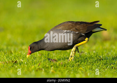 An adult moorhen (Gallinula chloropus) grazing on short grass at the Wildfowl and Wetlands Trust's Martin Mere reserve in Lancashire. November. Stock Photo