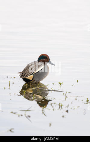An adult male teal (Anas crecca) standing in the shallows at the edge of the lake at the RSPB's Marshside reserve at Southport on Merseyside. December Stock Photo