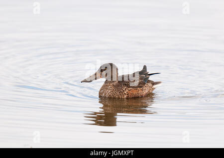 An adult female shoveler (Anas clypeata) swimming on the lake at the RSPB's Marshside reserve at Southport on Merseyside. December. Stock Photo