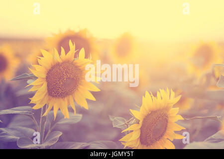 Sunflower field in summer sunset Stock Photo