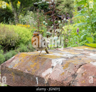 A robin bird standing on one leg. Erithacus rubecula Stock Photo