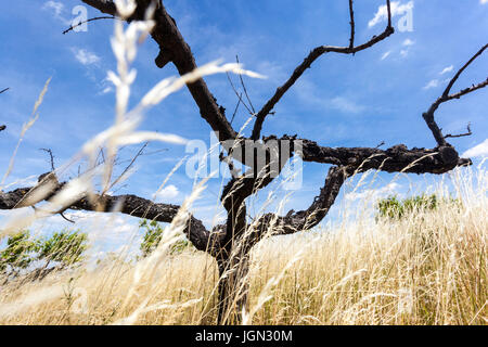 Lack of water and little rainfall. Dead tree in Peach-tree orchard, Southern Moravia, Czech Republic, Europe climate change impact Stock Photo
