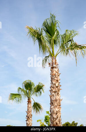 MAKARSKA,CROTIA - 16 JUNE,2017: Beautiful exotic palm trees grow in the city.Green palms under the sun Stock Photo