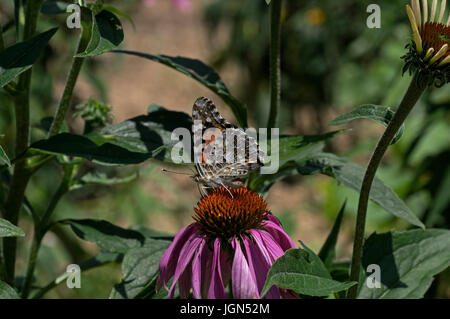 Cynthia group of colorful butterflies, commonly called painted lady sits on Echinacea flower. Stock Photo