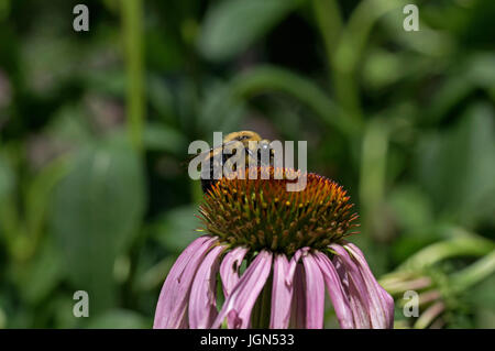 Bumble bee which is a member of the genus Bombus, part of Apidae on Echinacea flower. Stock Photo