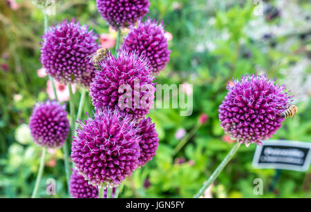 Close up of Allium Sphaerocephalon round headed leek or round headed garlic, ball head onion Stock Photo