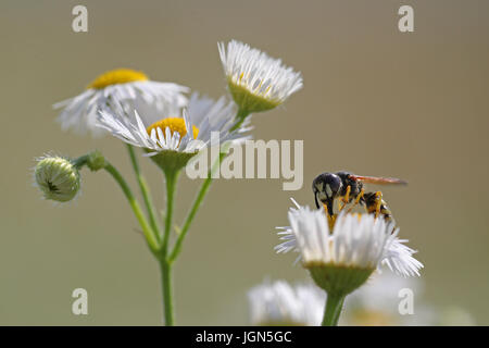 Bee on daisies against a blurred background Stock Photo
