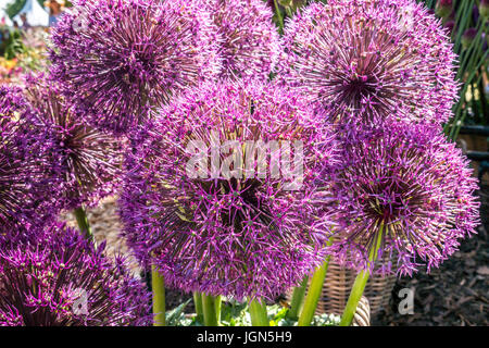 Close up of Allium Purple giant flowers, Allium giganteum, common name giant onion in sunshine Stock Photo