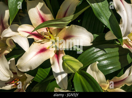 Close up of oriental trumpet lily, Lilium Numph, in sunshine Stock Photo