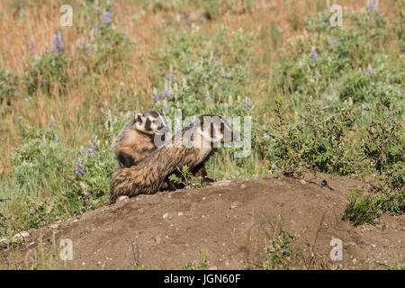 North American badger, Yellowstone National Park Stock Photo