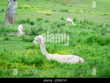 Three shaved Alpacas (Vicugna pacos) laying down on the grass, or eating, surrounded by flowers Stock Photo