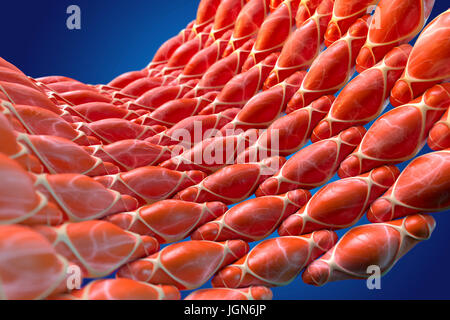 Smooth muscle, illustration. This muscle lines the blood vessels, digestive tract and genitourinary tract. Stock Photo