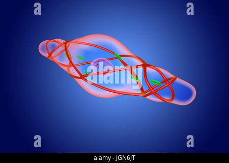 Contracted smooth muscle cell, illustration. This muscle lines the blood vessels, digestive tract and genitourinary tract. Stock Photo