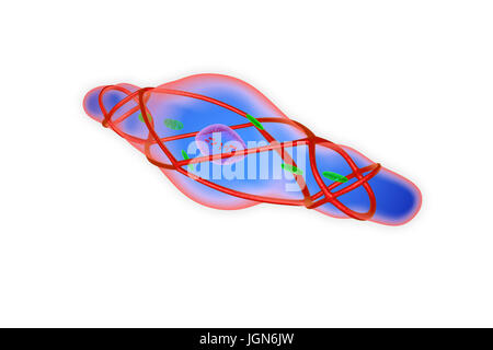 Contracted smooth muscle cell, illustration. This muscle lines the blood vessels, digestive tract and genitourinary tract. Stock Photo