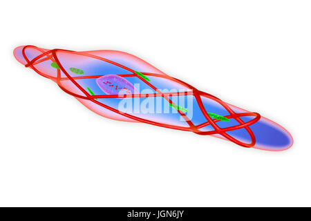 Relaxed smooth muscle cell, illustration. This muscle lines the blood vessels, digestive tract and genitourinary tract. Stock Photo