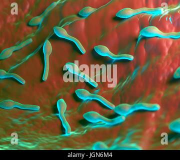 Clostridium tetani bacterium, illustration. Stock Photo