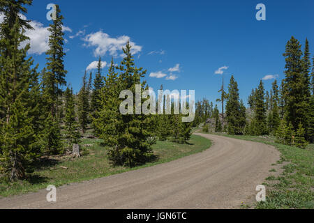 Dirt logging road leads into the forests of Wyoming wilderness near Shoshone National Park. Stock Photo
