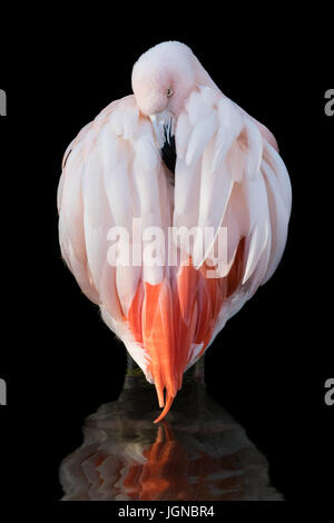 A Frontal Portrait of a Chilean Flamingo Standing in Water Against a Black Background Stock Photo