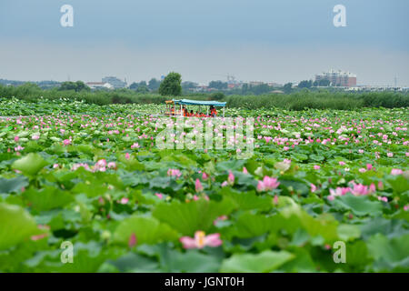 Zhengzhou, China's Henan Province. 9th July, 2017. Tourists take boat to watch lotus flowers in the Longhu Lake in Huaiyang County, central China's Henan Province, July 9, 2017. Credit: Feng Dapeng/Xinhua/Alamy Live News Stock Photo