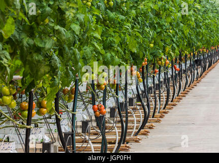 Harmelen, The Netherlands - April 3, 2017: Tomato nursery with red and green tomatoes in a glass greenhouse Stock Photo