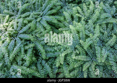 Adiantum pedatum – Northern maidenhair, Five-fingered fern Stock Photo