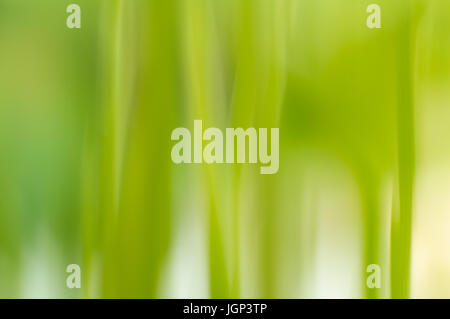 Abstract background of a zucchini plant with a vertical motion blur Stock Photo