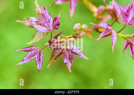 Red young leaves of Maple, Liquidambar formosana, Chinese sweet gum or Formosan gum are blossoming on green background Stock Photo