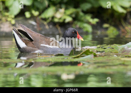 Common moorhen (Gallinula chloropus) swimming in the water, Emsland, Lower Saxony, Germany Stock Photo