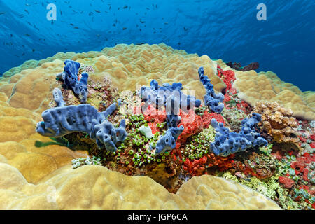 Stony coral (Porical lutea) with sponges (Haliclona sp.), blue, (Clathria mima) red, tall urn ascidian (Didemnum molle), green Stock Photo