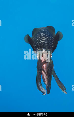 Bigfin reef squid (Sepioteuthis lessoniana) with captured Parrotfish(Scarinae) between the arms, feeding on prey, Palawan Stock Photo