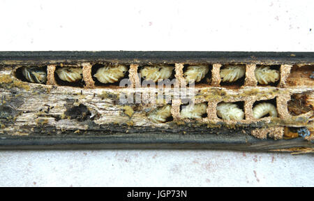 Carpenter bee, larvae nest.  Xylocopa violacea. Gallery and cells excavated in wood railing. Photo taken in July 2017. Color picture. Stock Photo