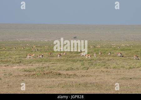 Herd of Thomson's gazelle on the Serengeti Plains, Tanzania Stock Photo