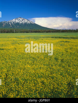 USA, Oregon, Deschutes National Forest, Mount Bachelor rises above extensive bloom of subalpine buttercup in wet meadow near Sparks Lake. Stock Photo