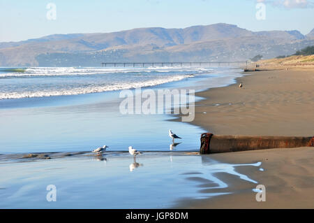 Pristine Brighton beach on a perfect summer day is deserted except for seagulls in the foreground. Christchurch, New Zealand. The Brighton Pier is in  Stock Photo