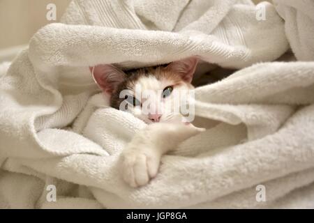 adorable white cat in pile of blankets Stock Photo