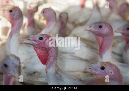 Turkeys on  farm Stock Photo
