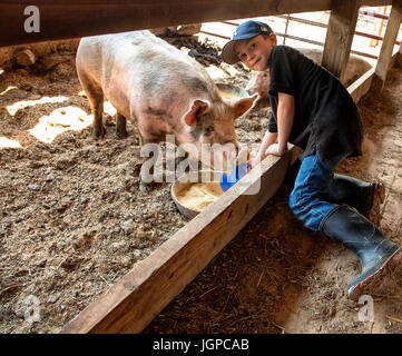 7-8 year old boy feeding large pink big on family farm Stock Photo