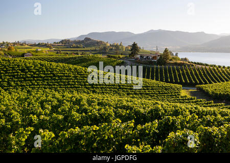 Winery and vineyards on the Naramata Bench in Penticton, British Columbia, Canada. Stock Photo