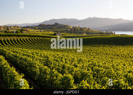 Winery and vineyards on the Naramata Bench in Penticton, British Columbia, Canada. Stock Photo