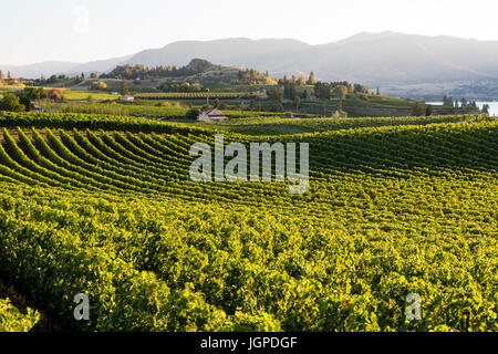 Winery and vineyards on the Naramata Bench in Penticton, British Columbia, Canada. Stock Photo