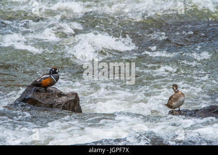 Harlequin Duck (Histrionicus histrionicus), stream, Rocky Mountains,Western North America, by Bruce Montagne Stock Photo