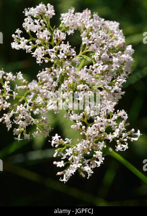 Common Valerian - Valeriana officinalis Extracts used to treat Insomnia Stock Photo