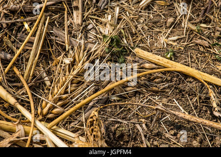 seed of wheat grain on brown soil in perfect light after harvest in summer Stock Photo